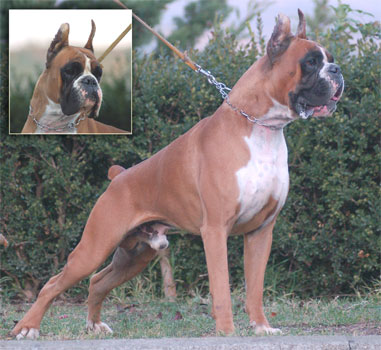 allevamento_cani_boxer_degli_scarronzoni_cuccioli_disponibili_livorno_toscana_italia